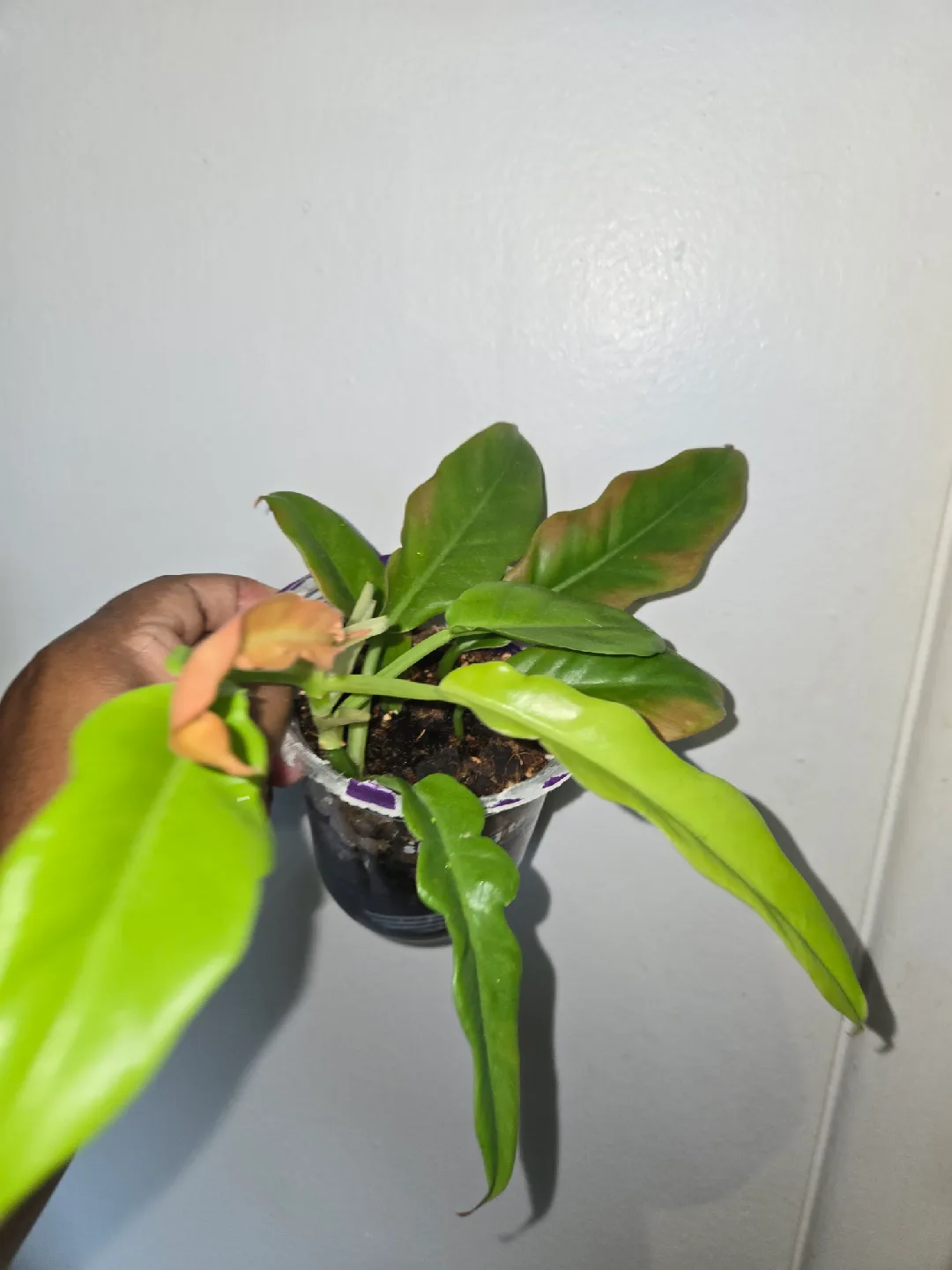 Philodendron Plant [RING OF FIRE]🔥💍 image indicator(2)