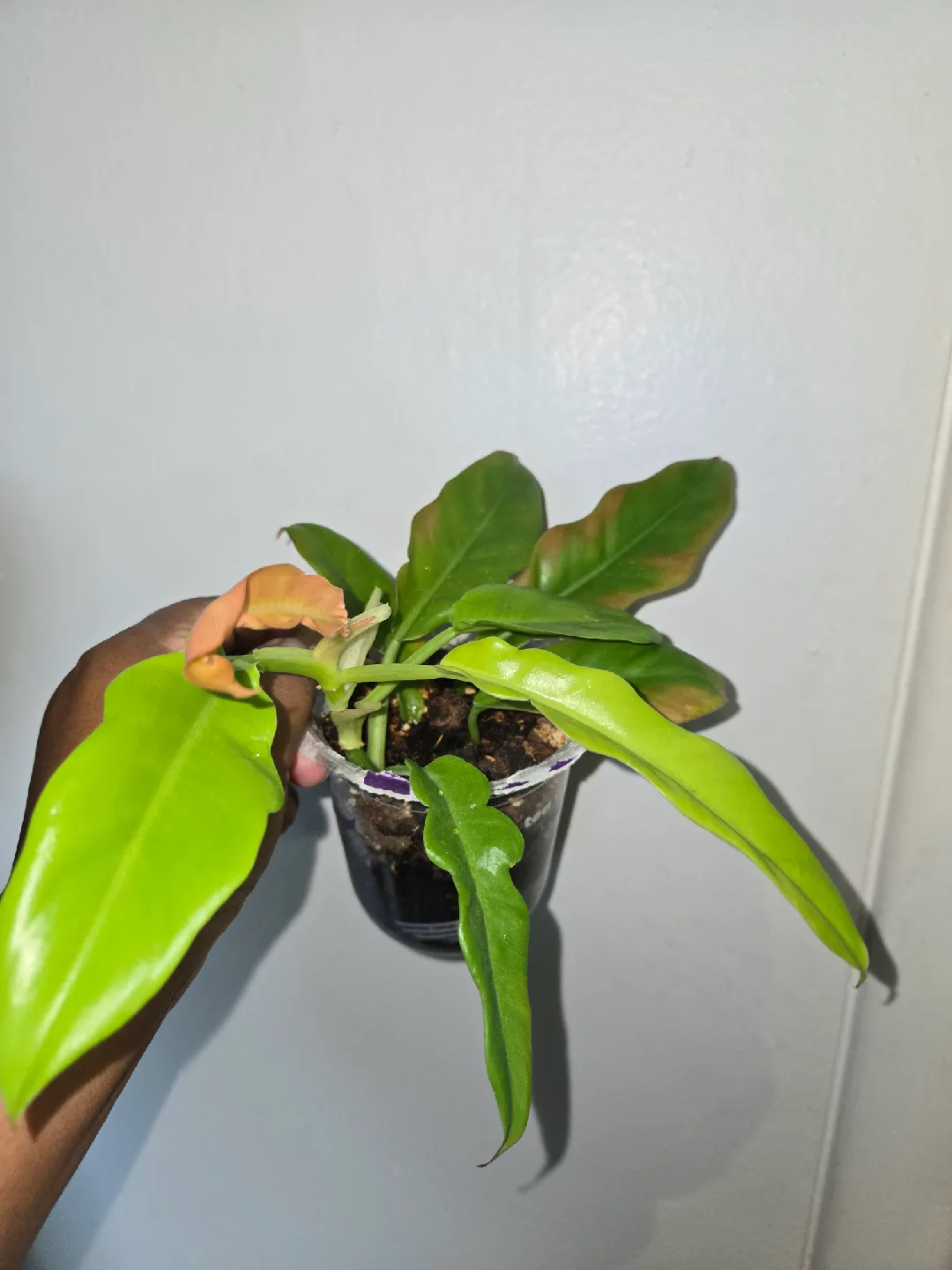 Philodendron Plant [RING OF FIRE]🔥💍 image indicator(3)