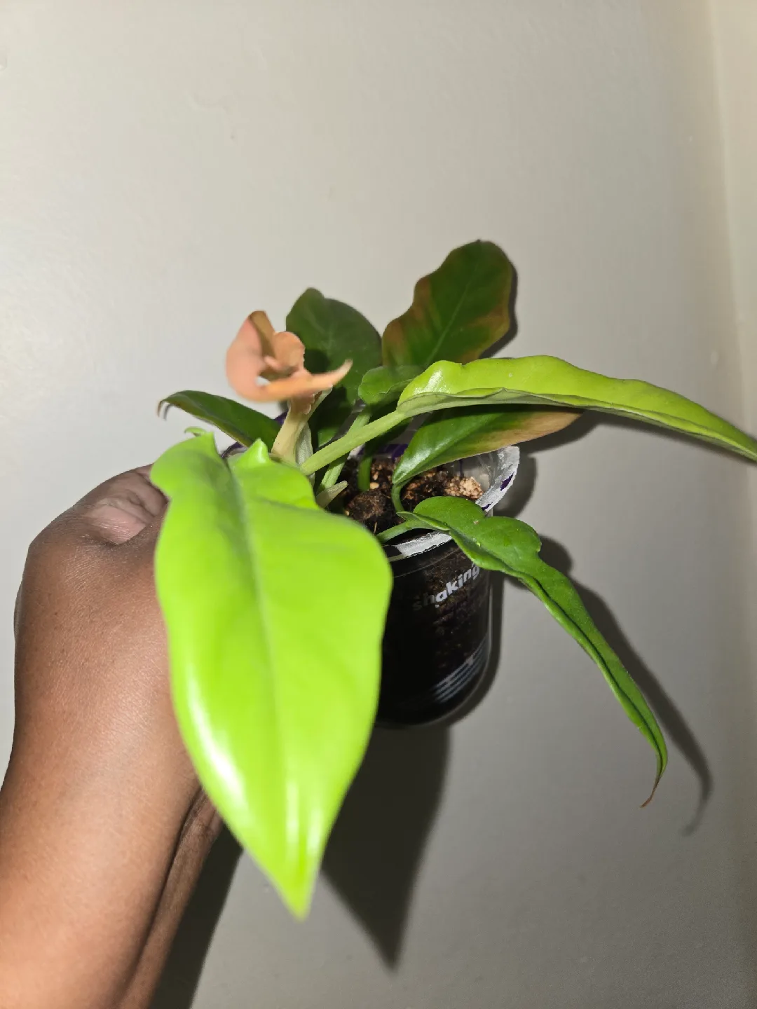 Philodendron Plant [RING OF FIRE]🔥💍 image indicator(4)