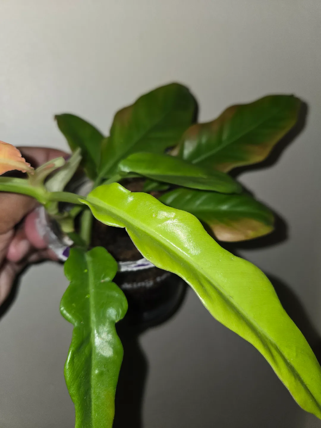 Philodendron Plant [RING OF FIRE]🔥💍 image indicator(5)