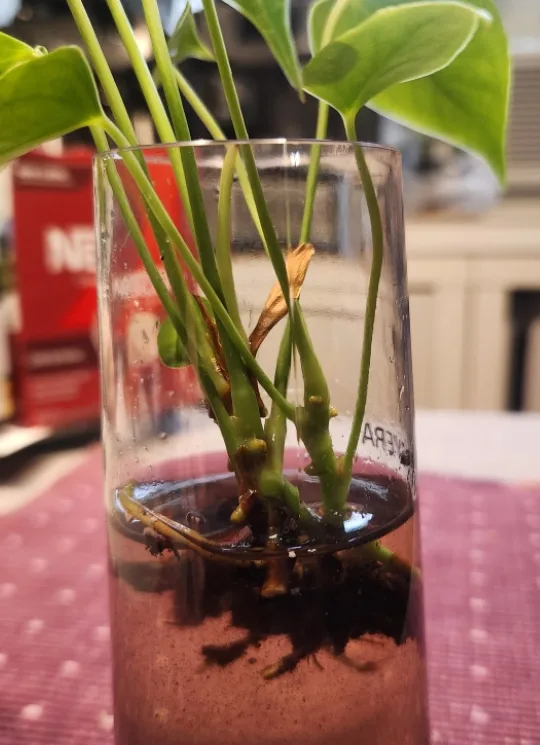 Anthurium Plant in plastic cup image indicator(4)