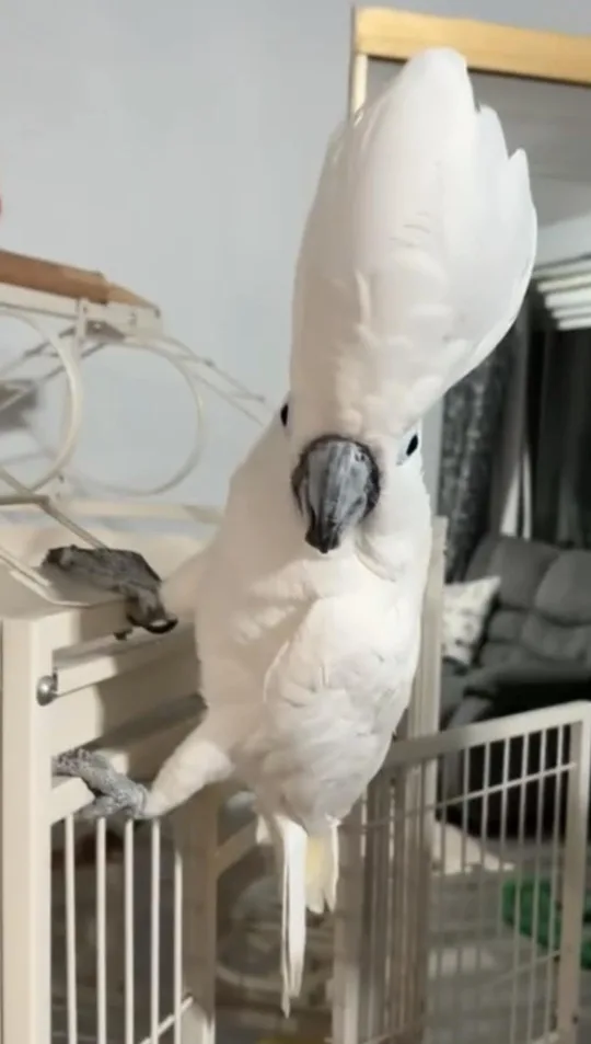 large bird cage with 1 umbrella cockatoo image indicator(4)