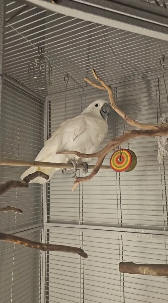 large bird cage with 1 umbrella cockatoo image indicator(5)