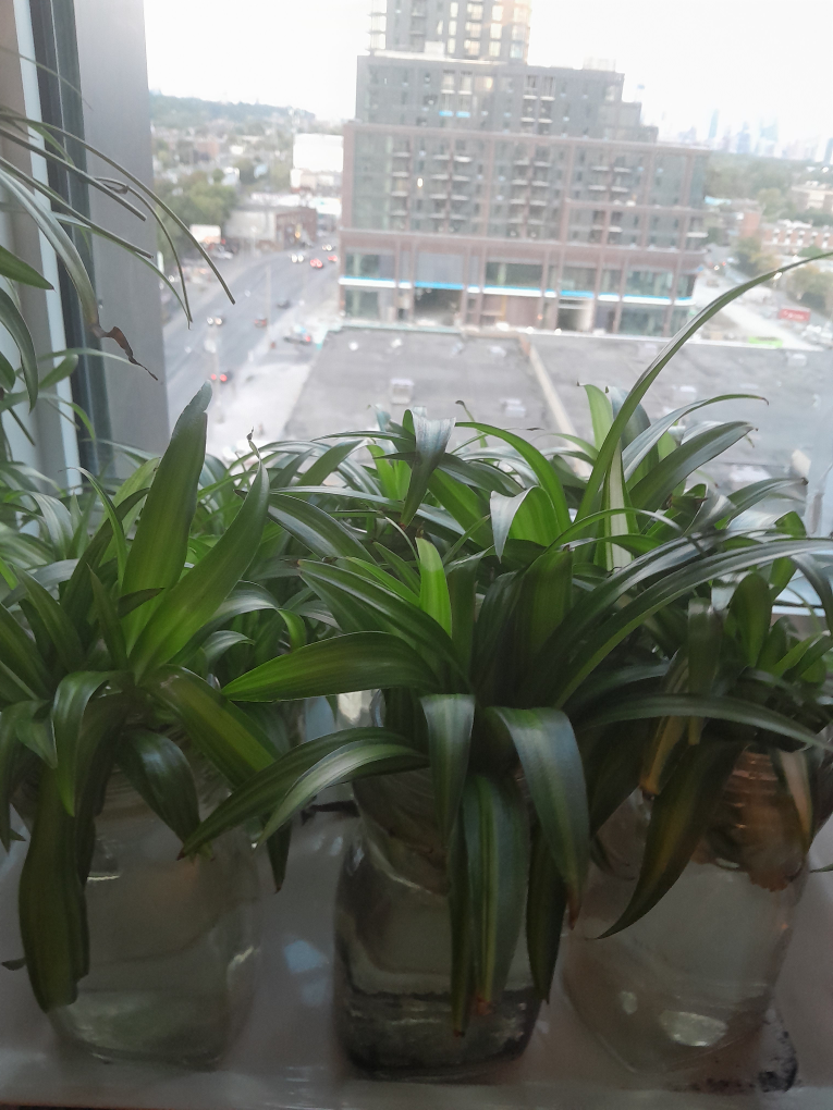 Dracaena plant