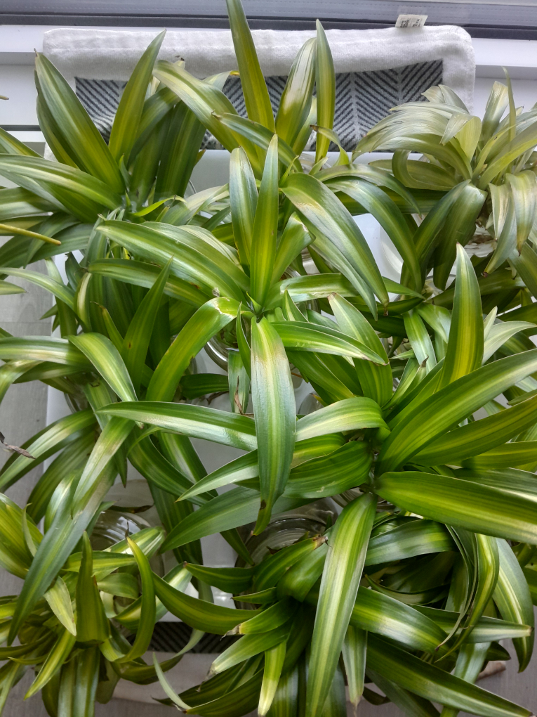 Dracaena plant - photo 2