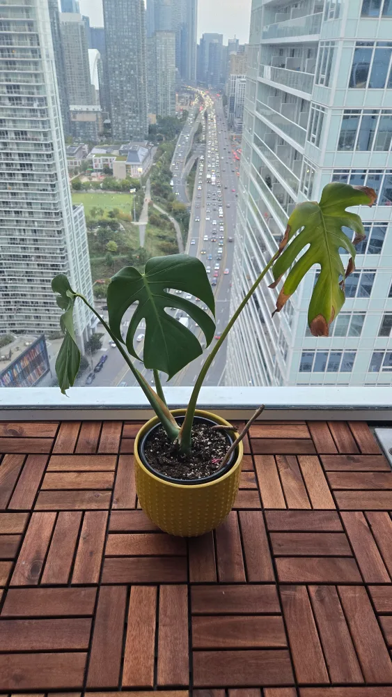 Monstera Plant in 8 inch Yellow Ceramic Pot thumbnail