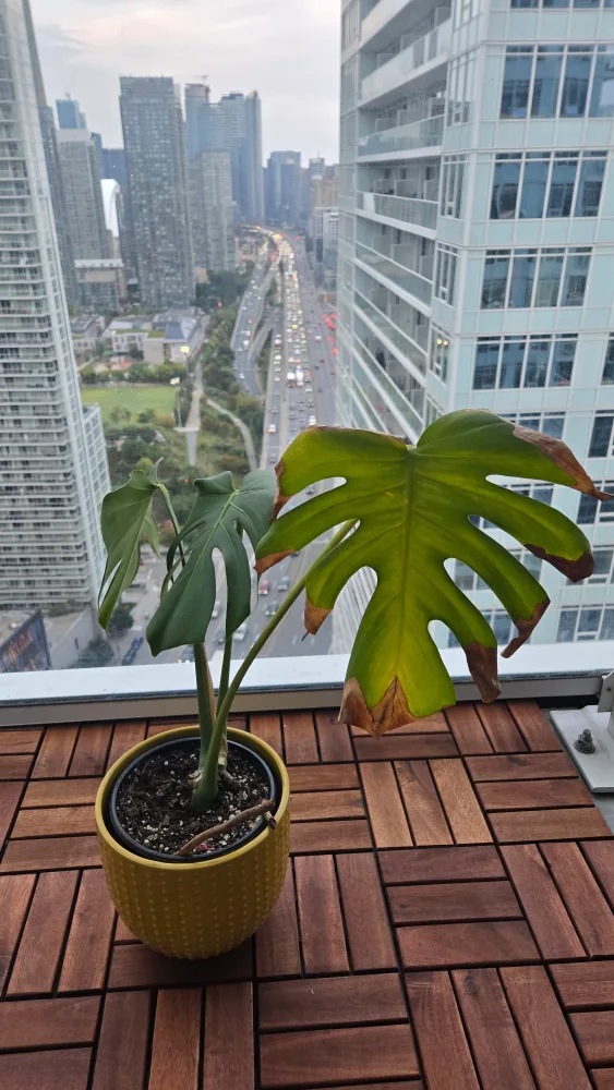 Monstera Plant in 8 inch Yellow Ceramic Pot image indicator(3)
