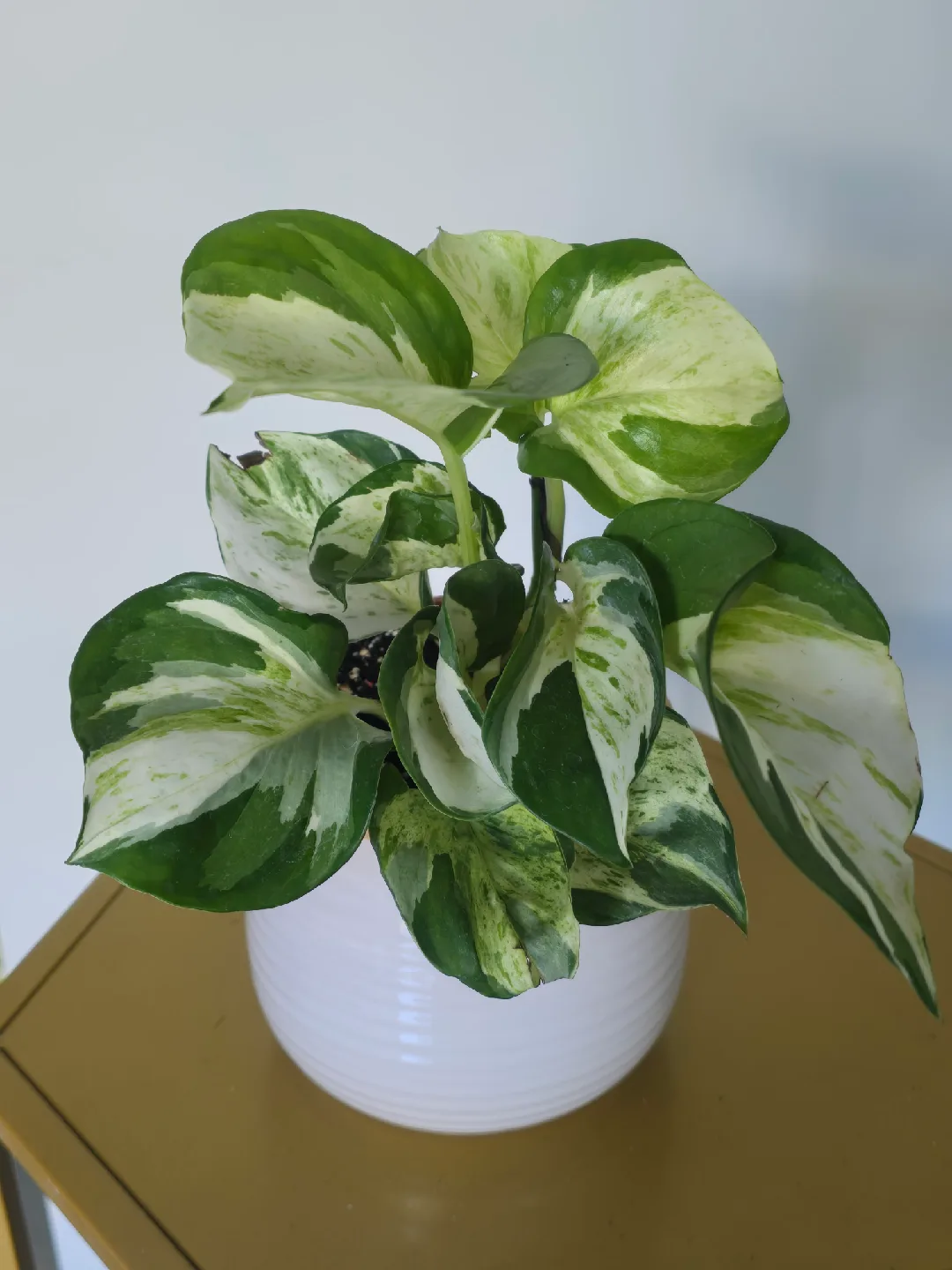 munsula pothos single bare root plant thumbnail