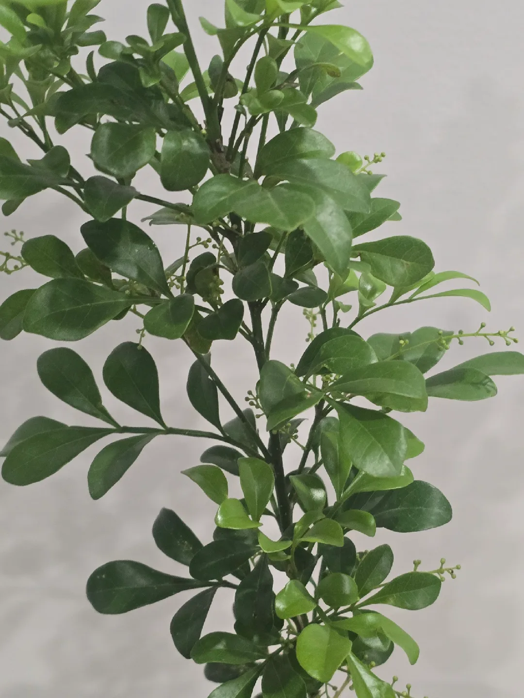 Chinese perfume tree image indicator(5)