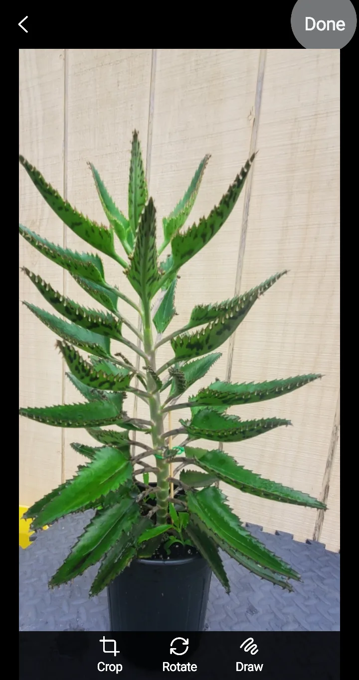 Mother of Thousands Plant image indicator(6)