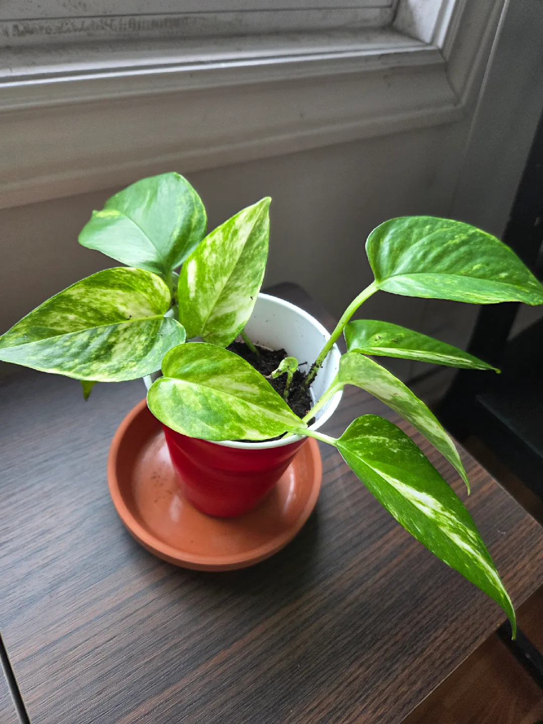 Pothos Plants (4 recent propagations, 1 mature plant) image indicator(2)