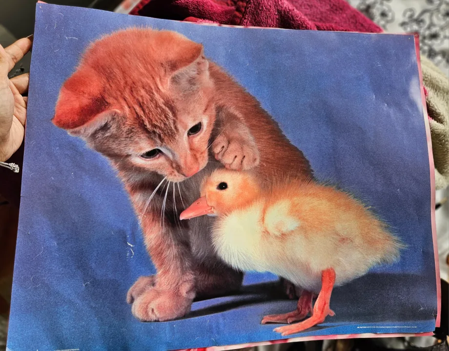Cute Animal Poster- Kitty and Baby Chick