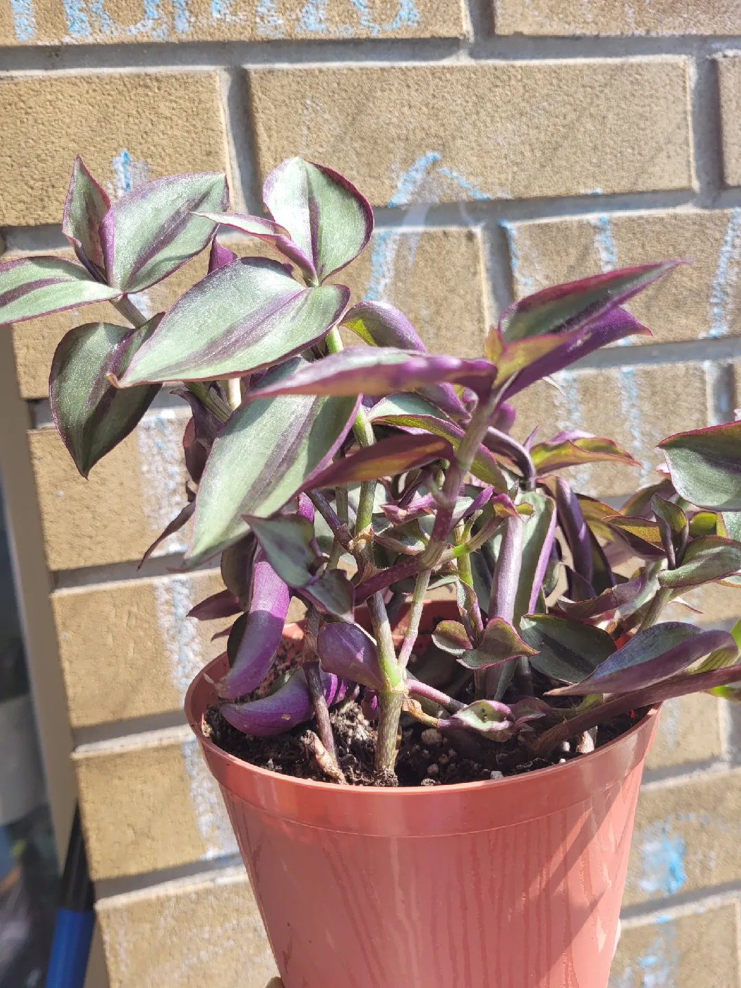 Tradescantia Zebrina Plant thumbnail