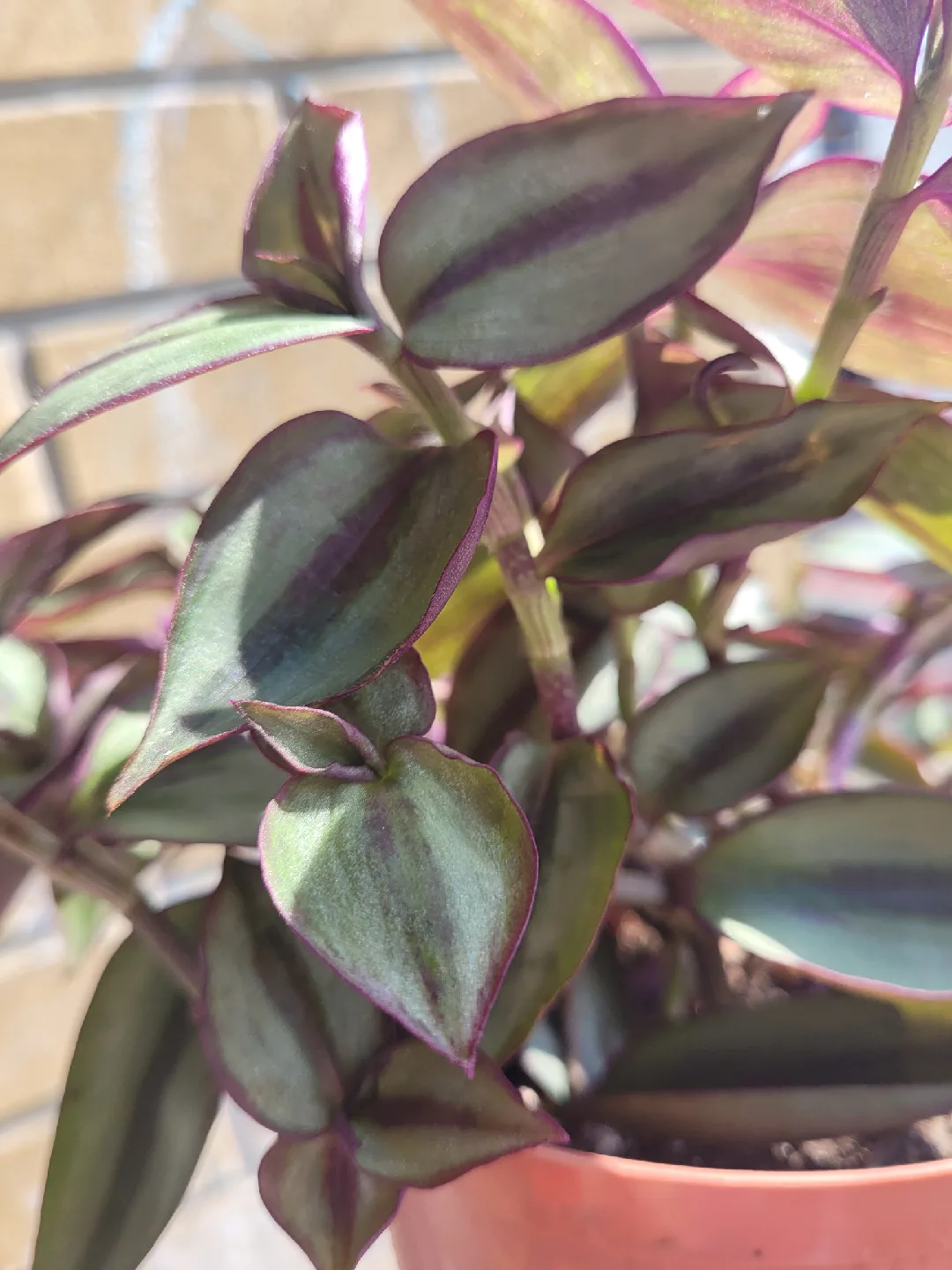 Tradescantia Zebrina Plant 🥕 image indicator(4)