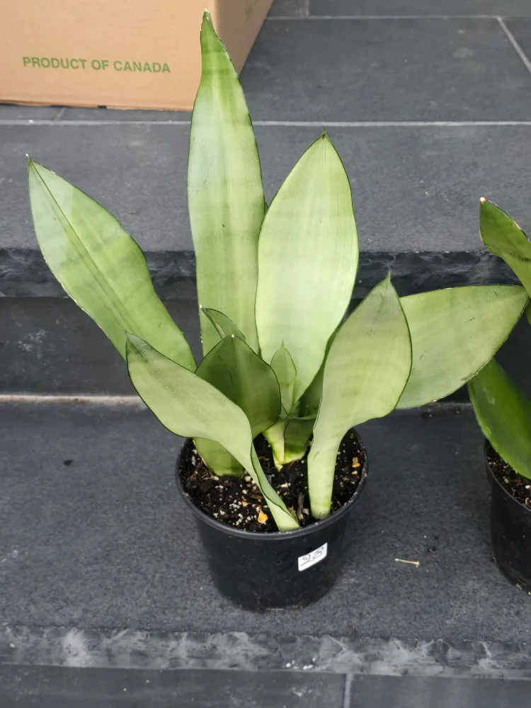 Snake Plant (Sansevieria trifasciata) image indicator(5)