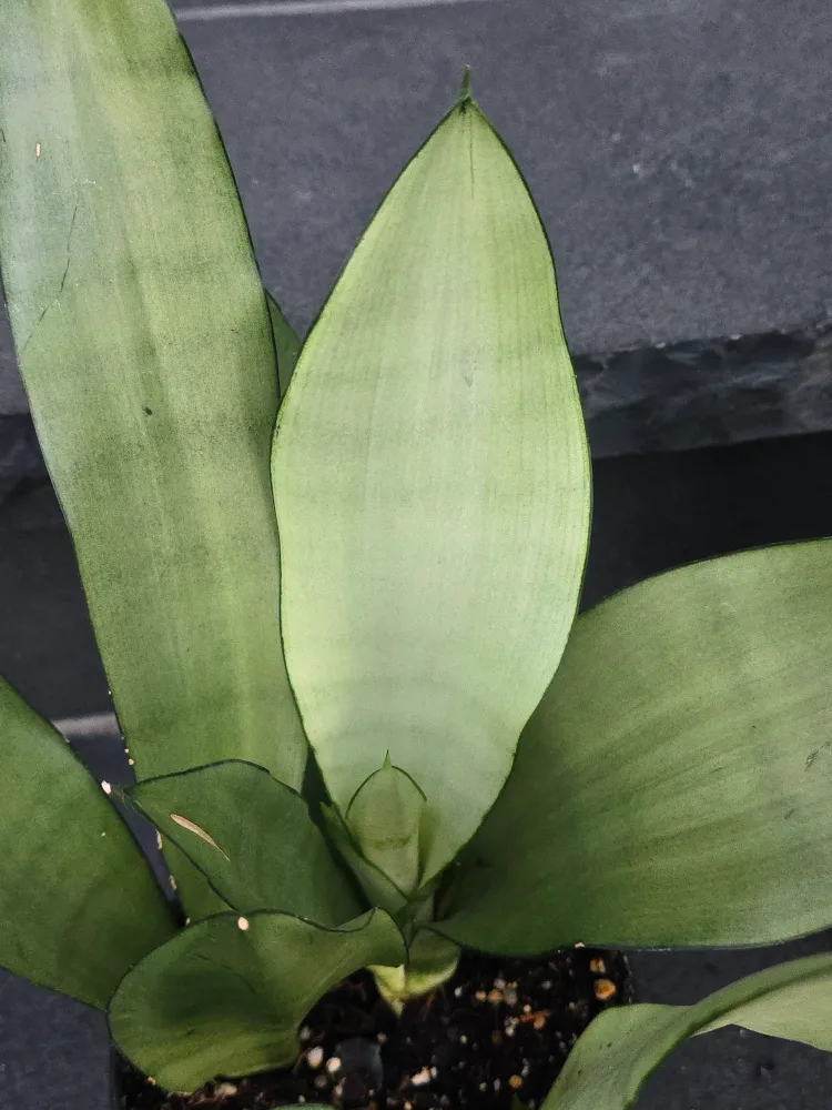 Snake Plant (Sansevieria trifasciata) image indicator(6)