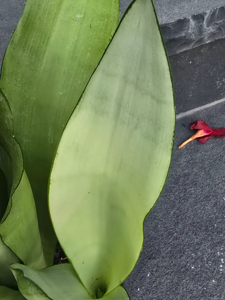 Snake Plant (Sansevieria trifasciata) image indicator(9)