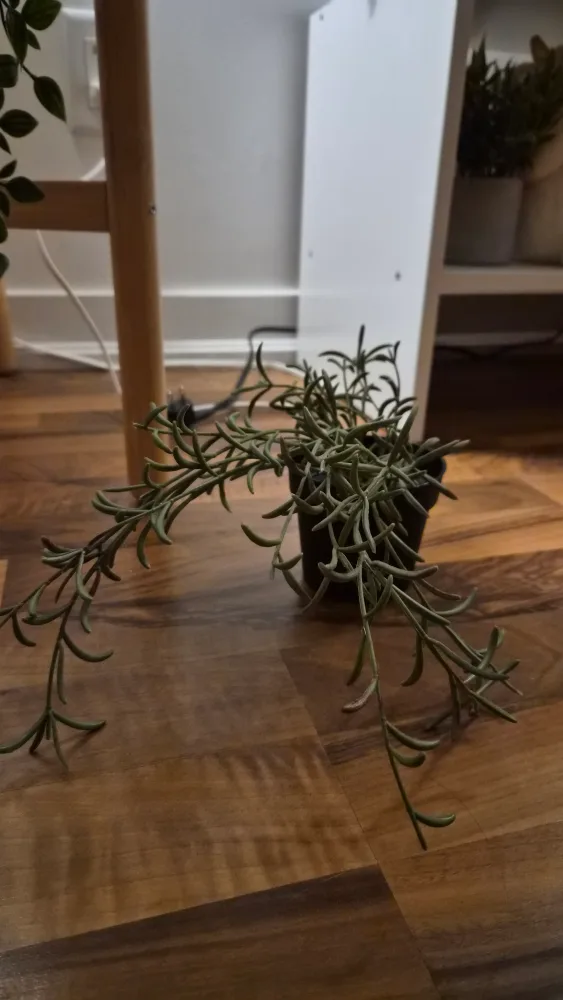 Artificial Hanging Plants image indicator(3)