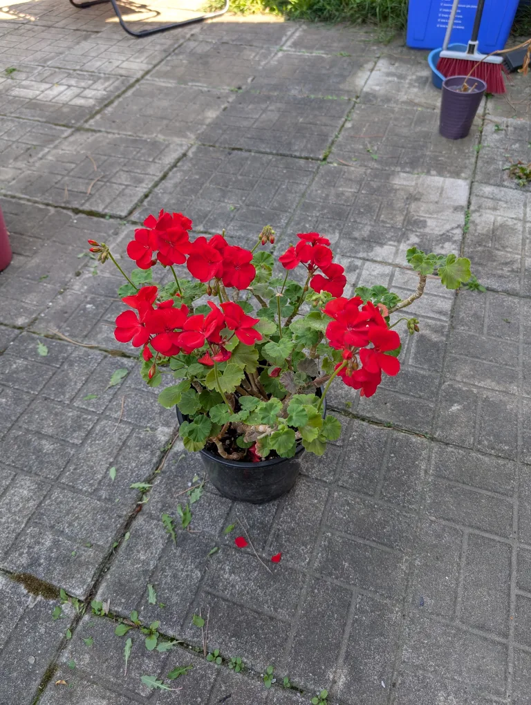 potted red geraniums thumbnail