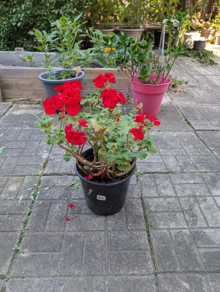 potted red geraniums image indicator(2)