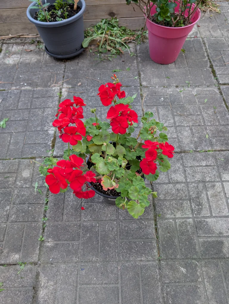 potted red geraniums image indicator(3)