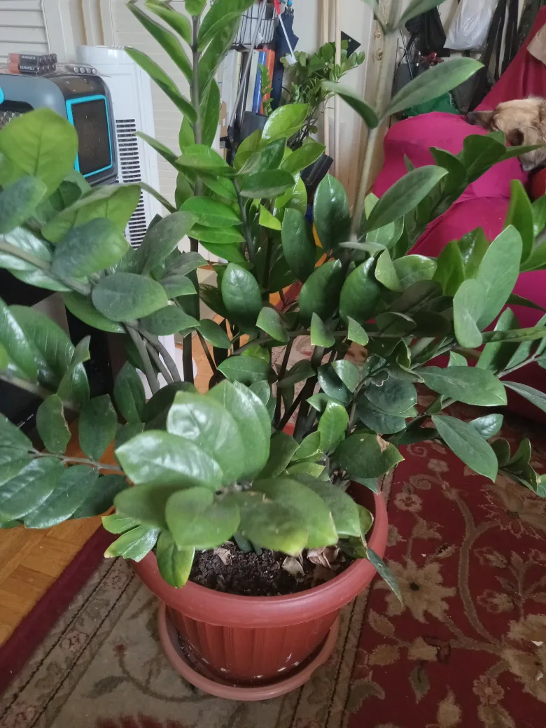 ZZ Plant in Terra Cotta Pot image indicator(2)