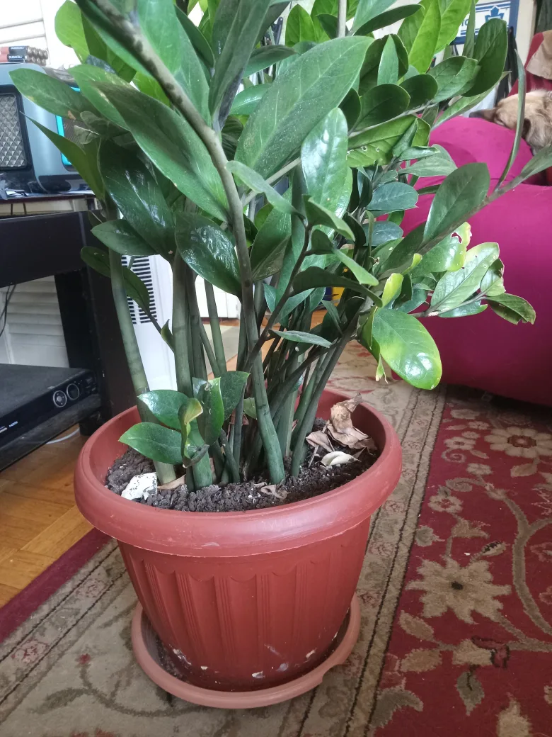 ZZ Plant in Terra Cotta Pot image indicator(4)