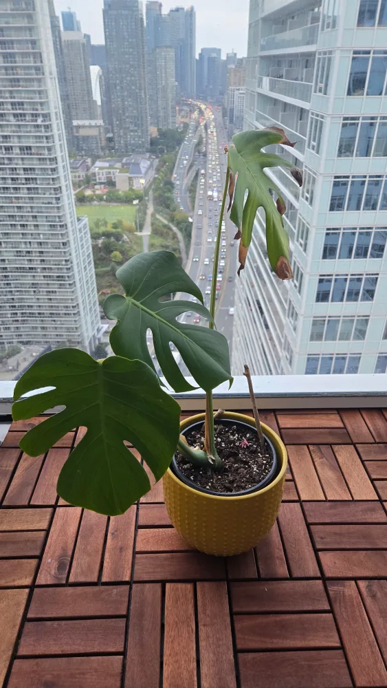 Monstera Plant in 8 inch Yellow Ceramic Pot image indicator(2)