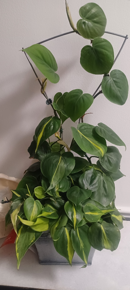 Heartleaf Philodendron Plant with Trellis