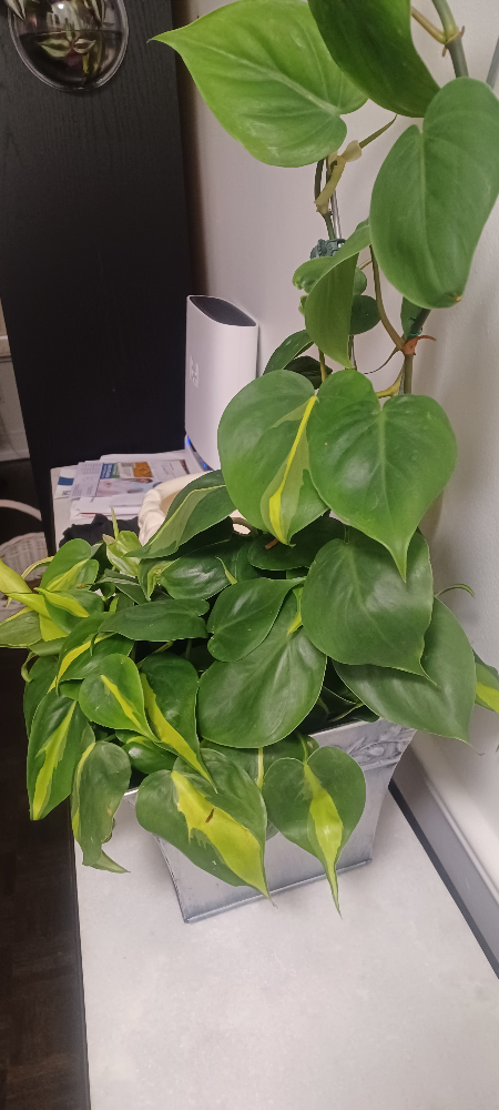 Heartleaf Philodendron Plant with Trellis - photo 2
