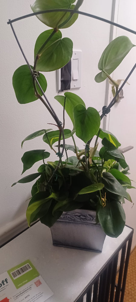 Heartleaf Philodendron Plant with Trellis - photo 3