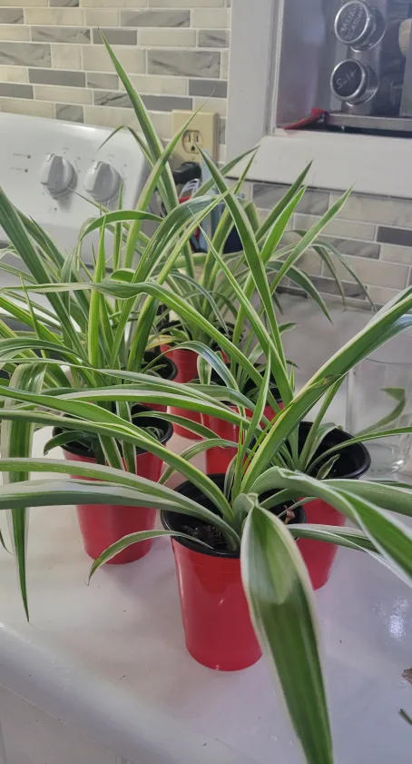 FREE Spider Plants!! thumbnail