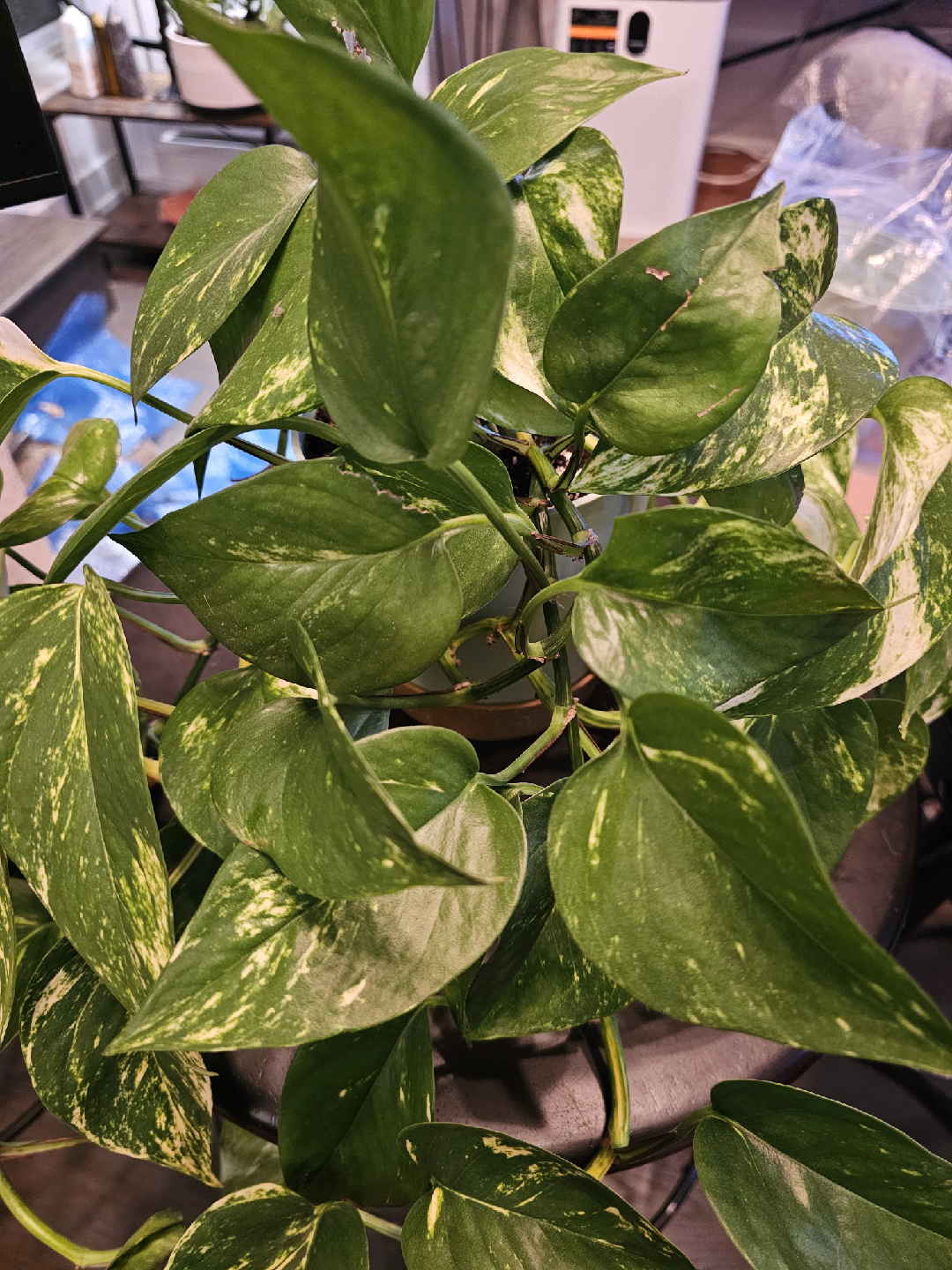 Golden Hawaiian Pothos Plant - photo 2