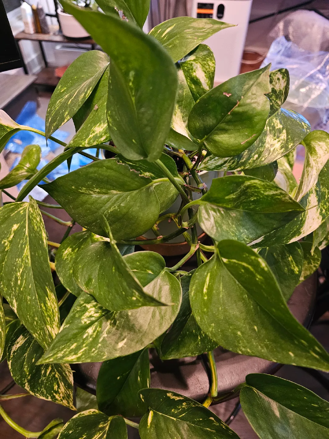 Golden Hawaiian Pothos Plant image indicator(2)