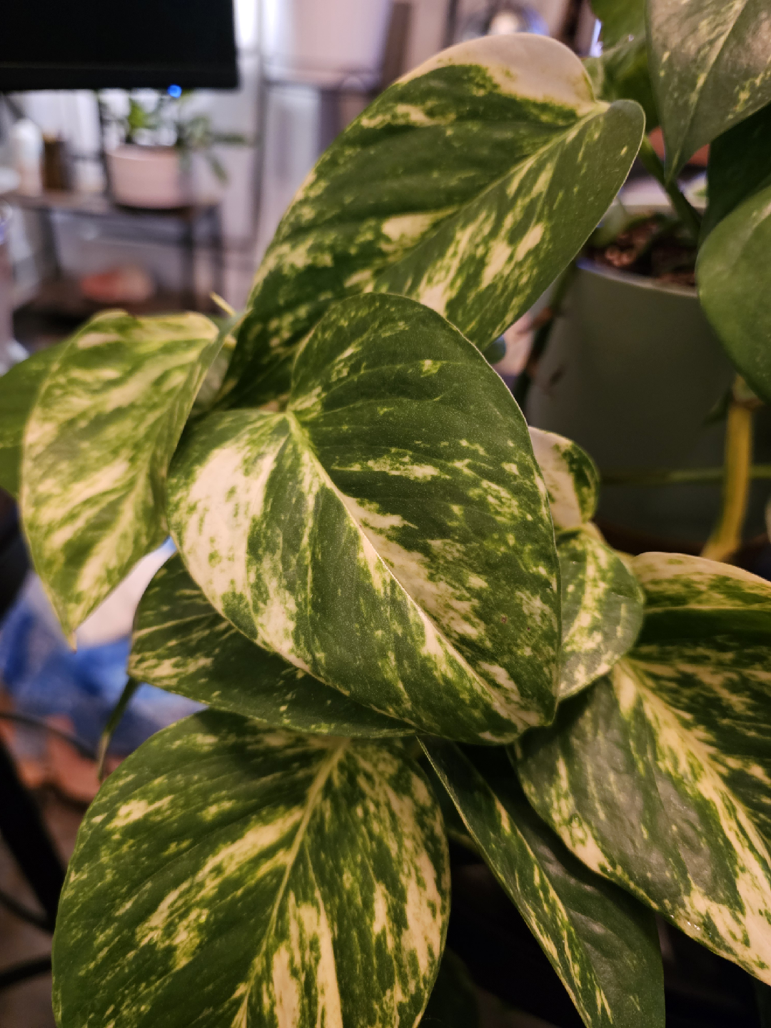 Golden Hawaiian Pothos Plant - photo 3