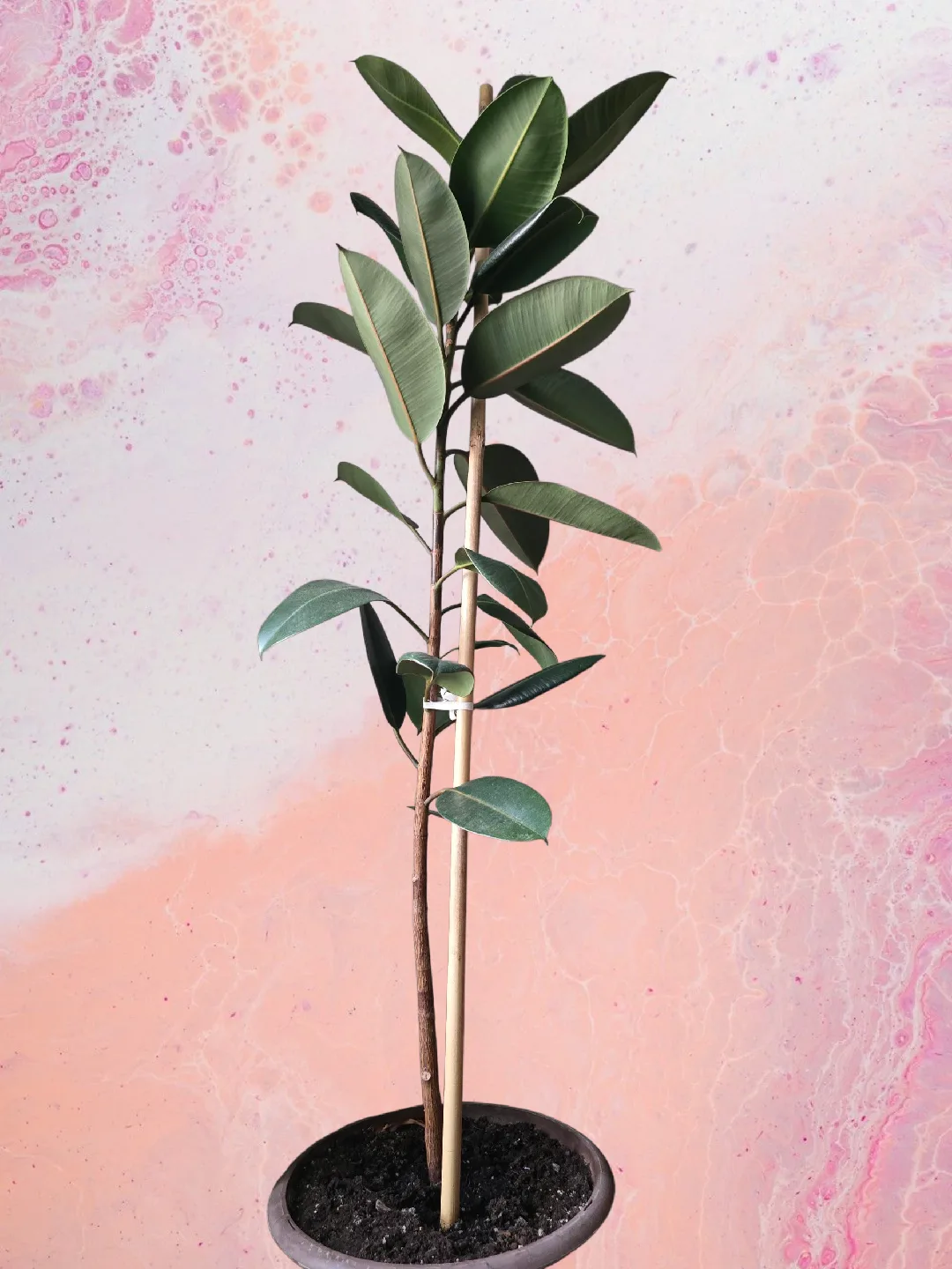 The Ficus Elastica, standing at 2-meter-tall, burgundy foliage. thumbnail