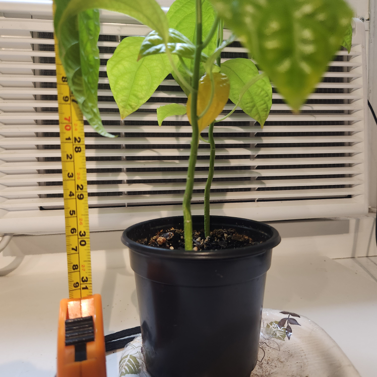 Passion Flower Plant - photo 3