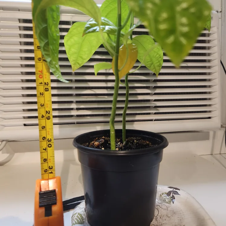 Passion Flower Plant image indicator(3)