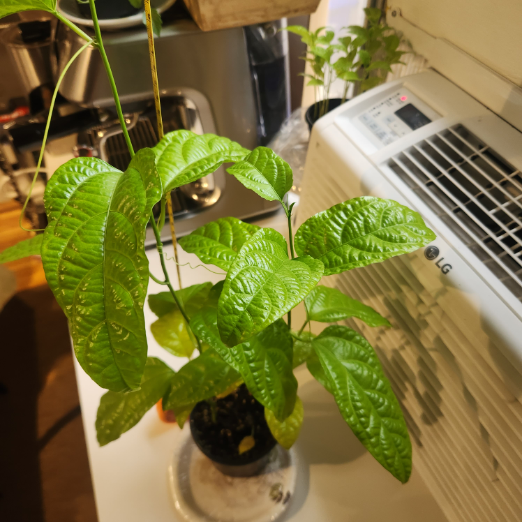 Passion Flower Plant - photo 5