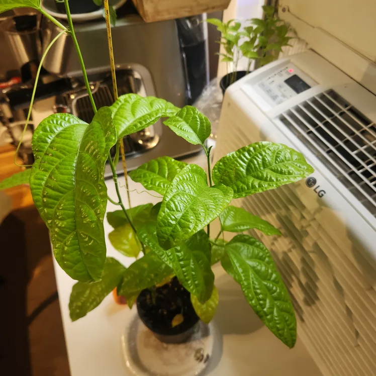 Passion Flower Plant image indicator(5)