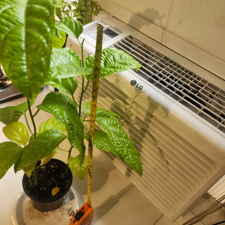 Passion Flower Plant image indicator(6)