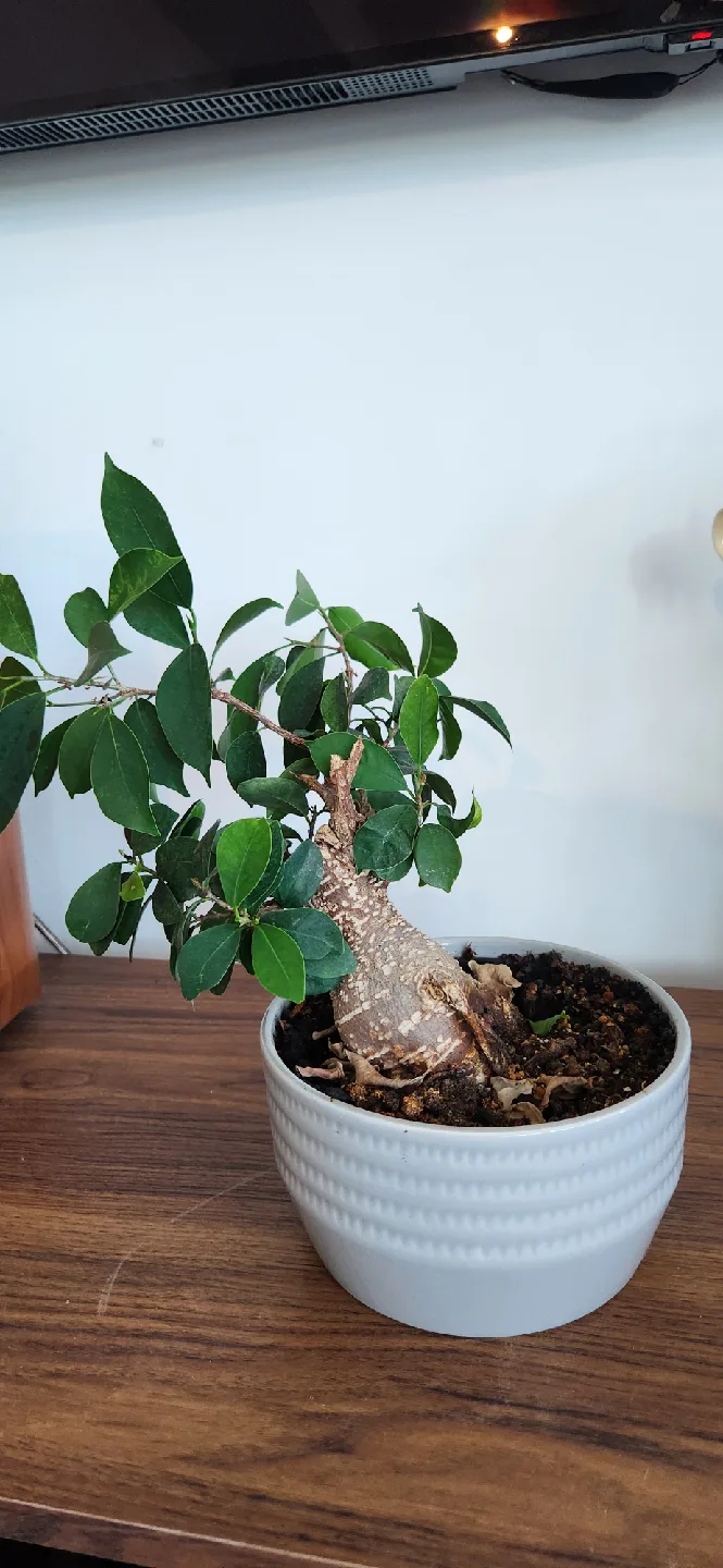 Bonsai Tree in White Pot thumbnail