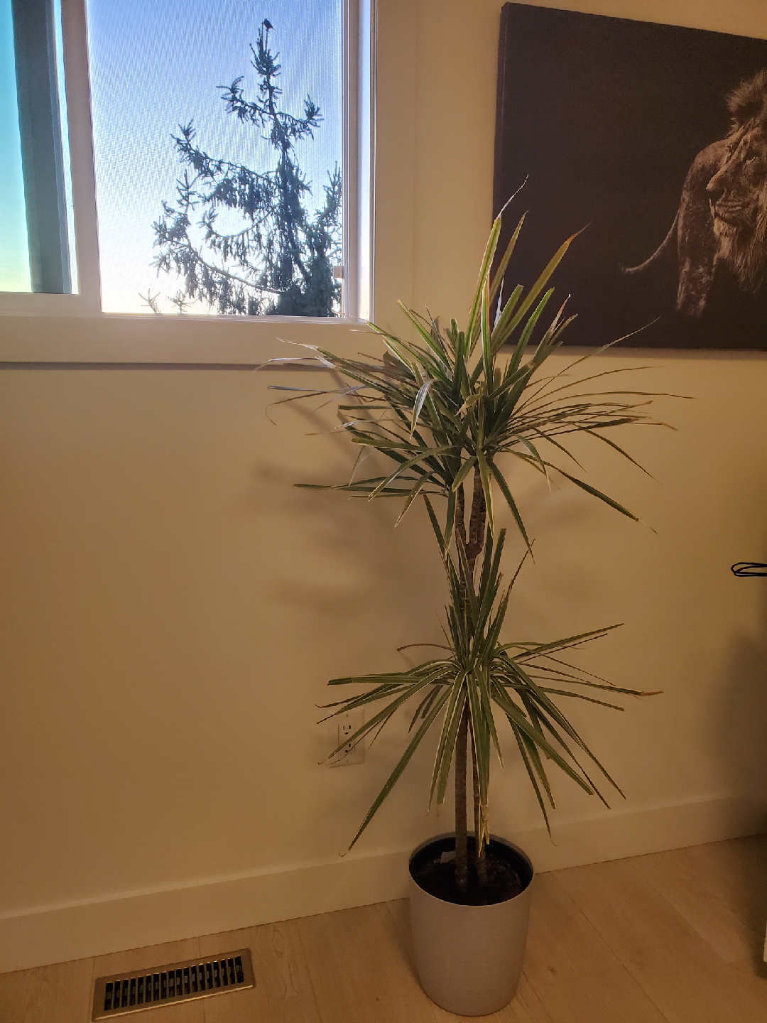 indoor plant