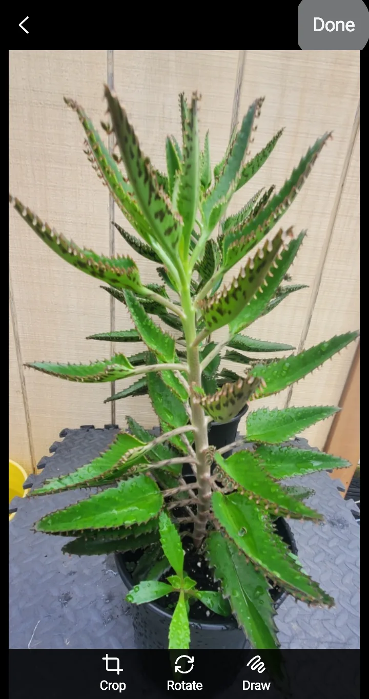 Mother of Thousands Plant image indicator(2)