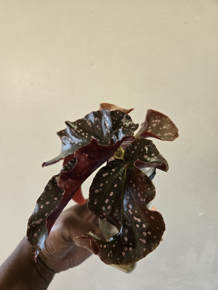 Begonia CRACKLIN ROSE plant✨️🌿, ROOTED IN SOIL - photo 2