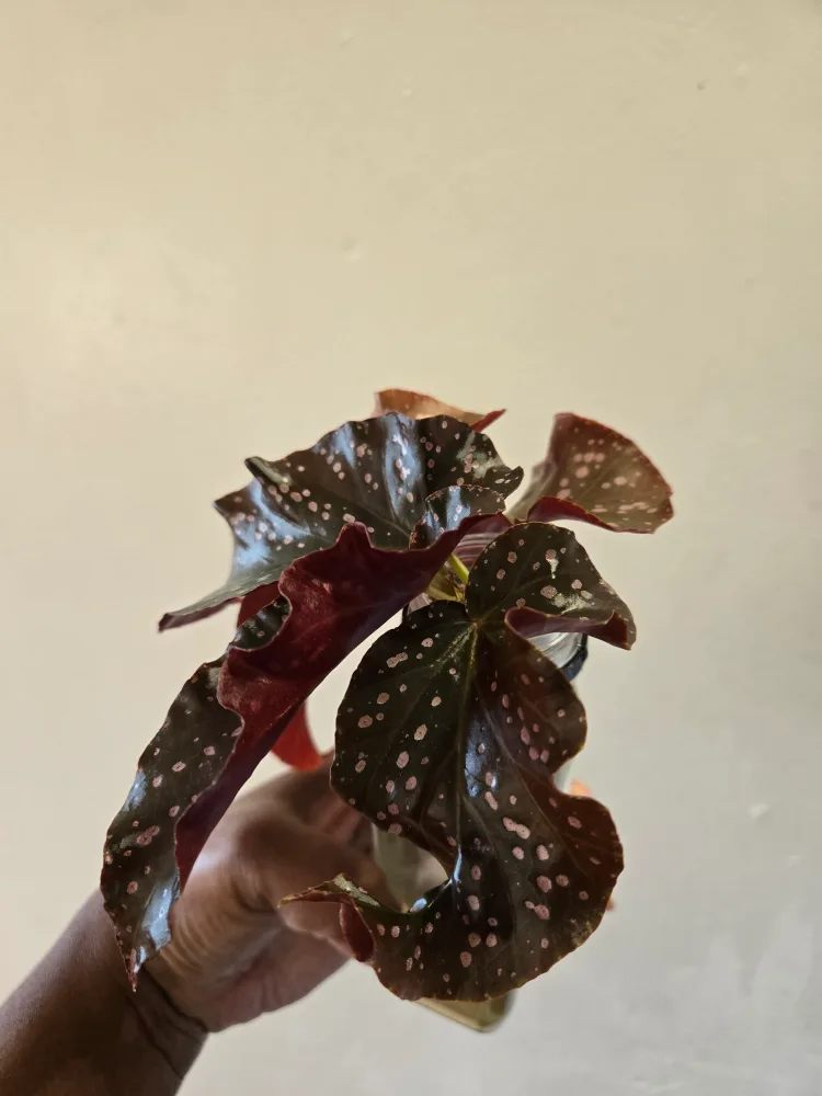 Begonia CRACKLIN ROSE plant✨️🌿, ROOTED IN SOIL image indicator(2)