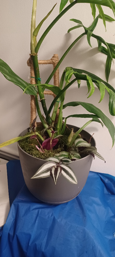 Potted indoor plant - photo 3