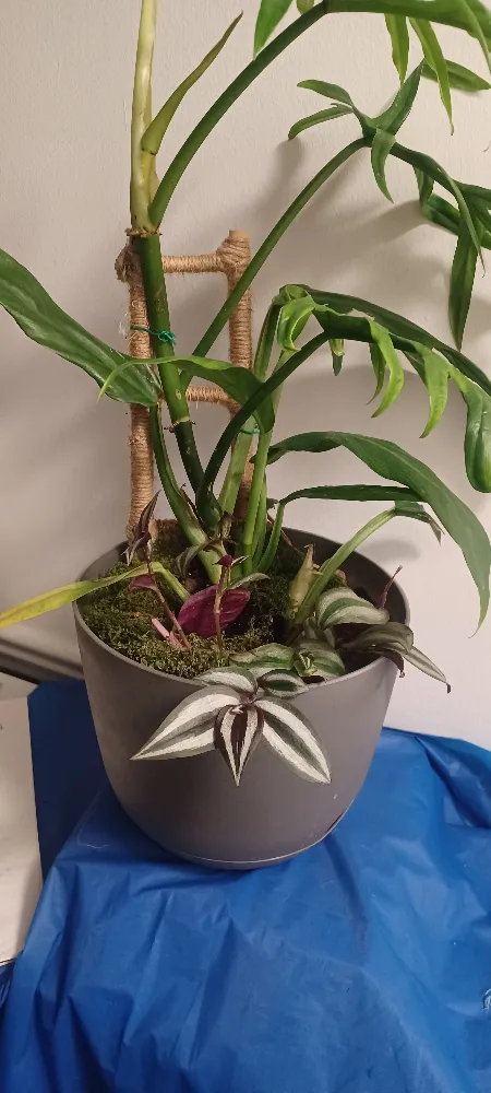 Potted indoor plant image indicator(3)