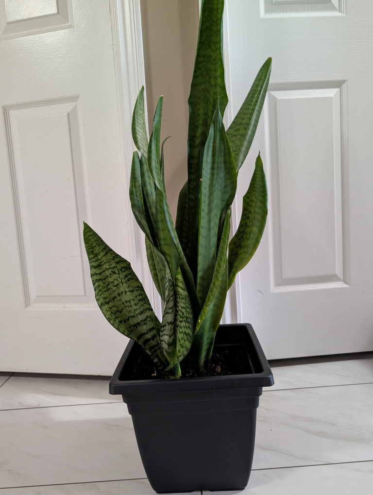 Snake Plant in Black Pot - photo 2