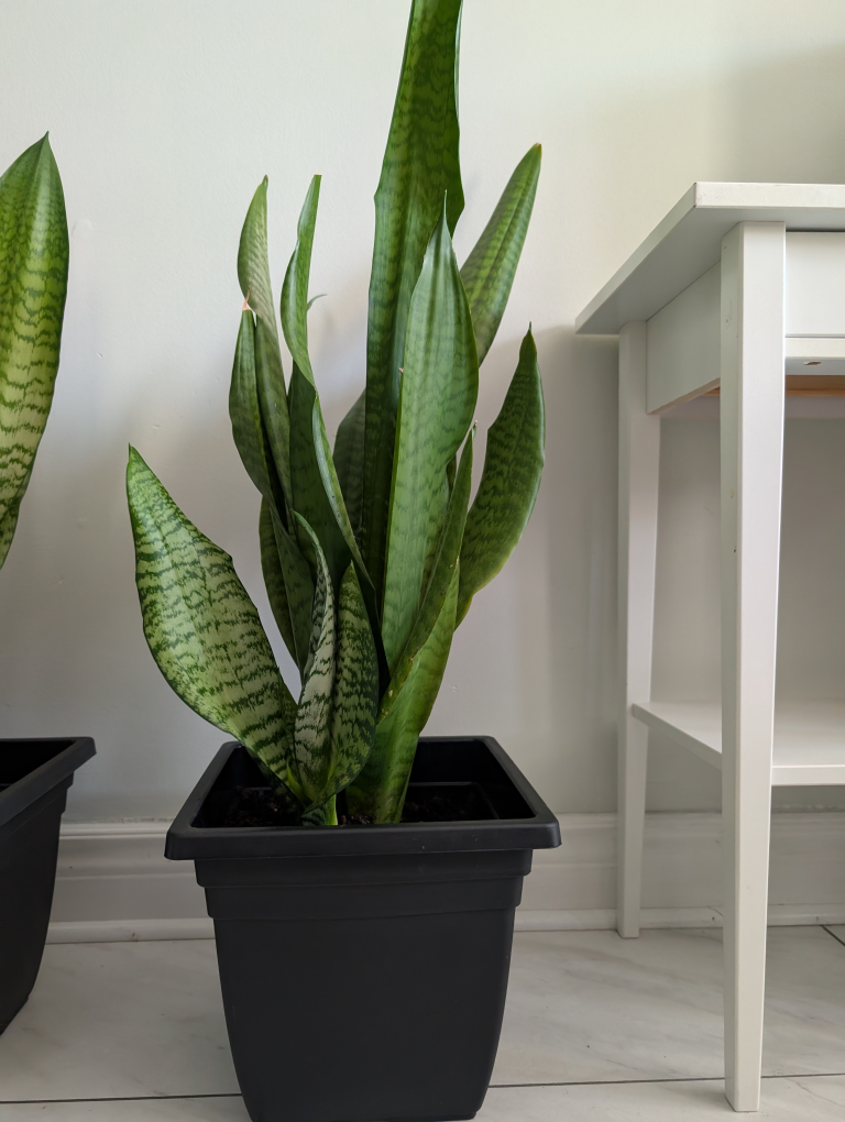 Snake Plant in Black Pot - photo 3